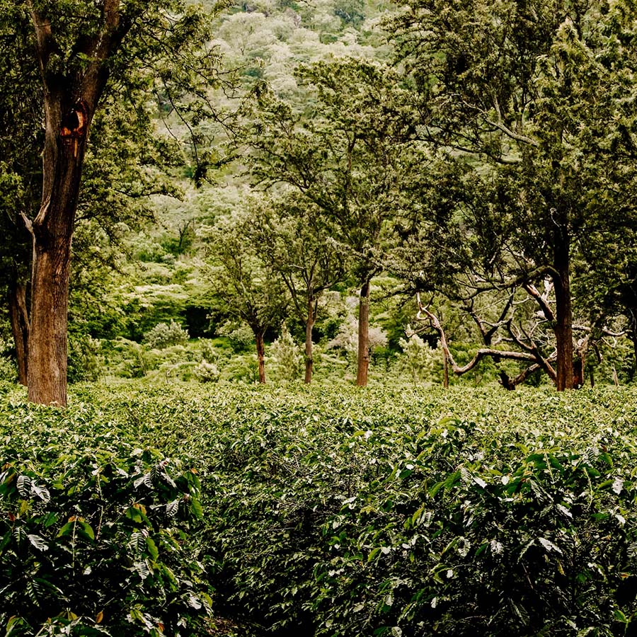 Utengule Rift Valley Coffee Beans