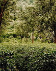 Utengule Rift Valley Coffee Beans