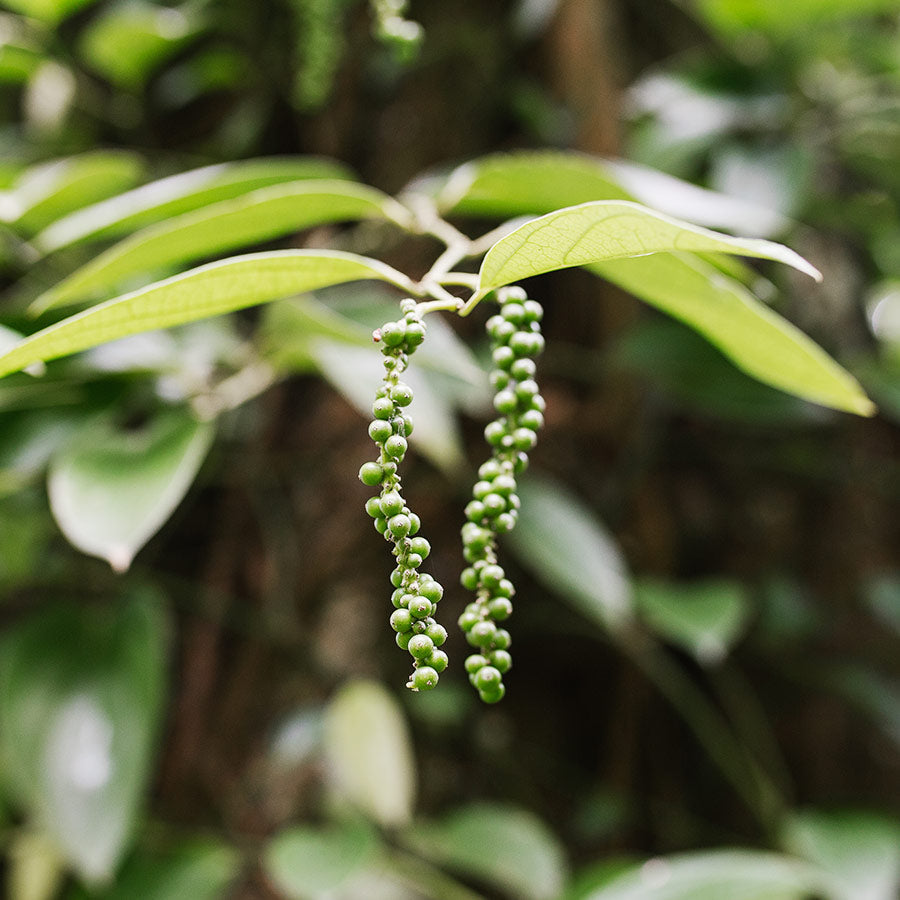Black Pepper