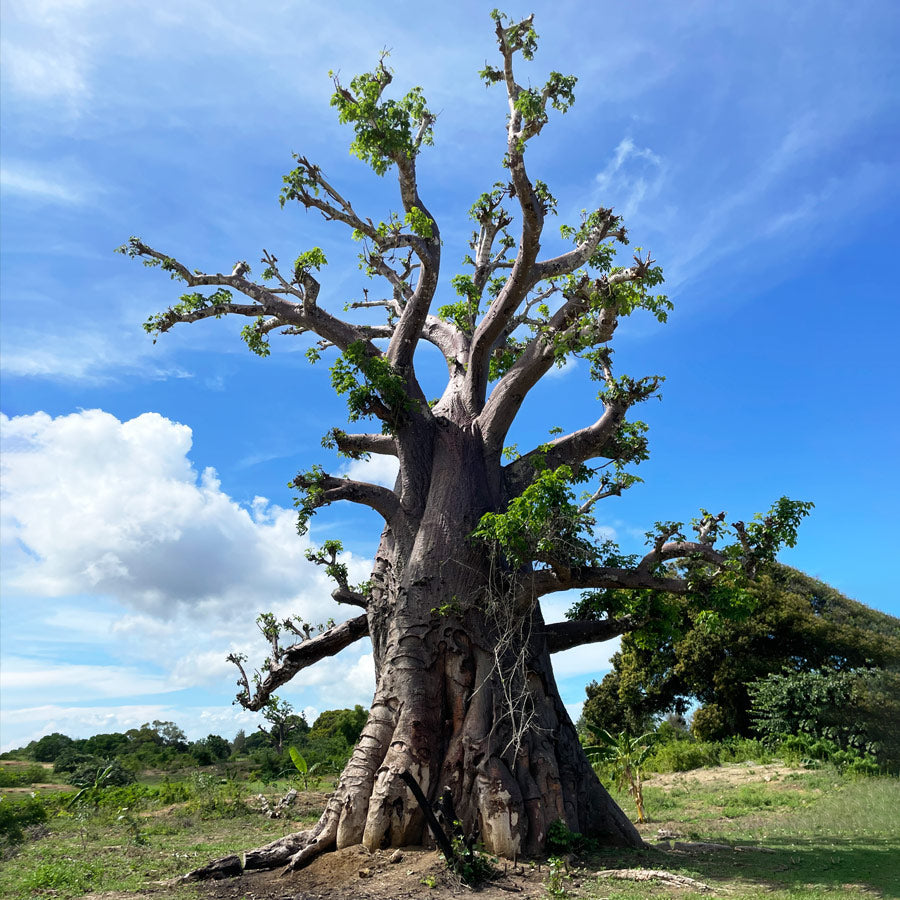 Baobab Powder