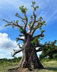 Baobab Powder