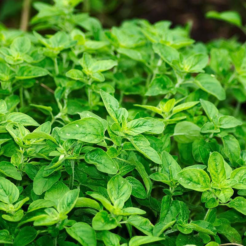 Origan Bio