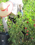 Paprika Doux Bio
