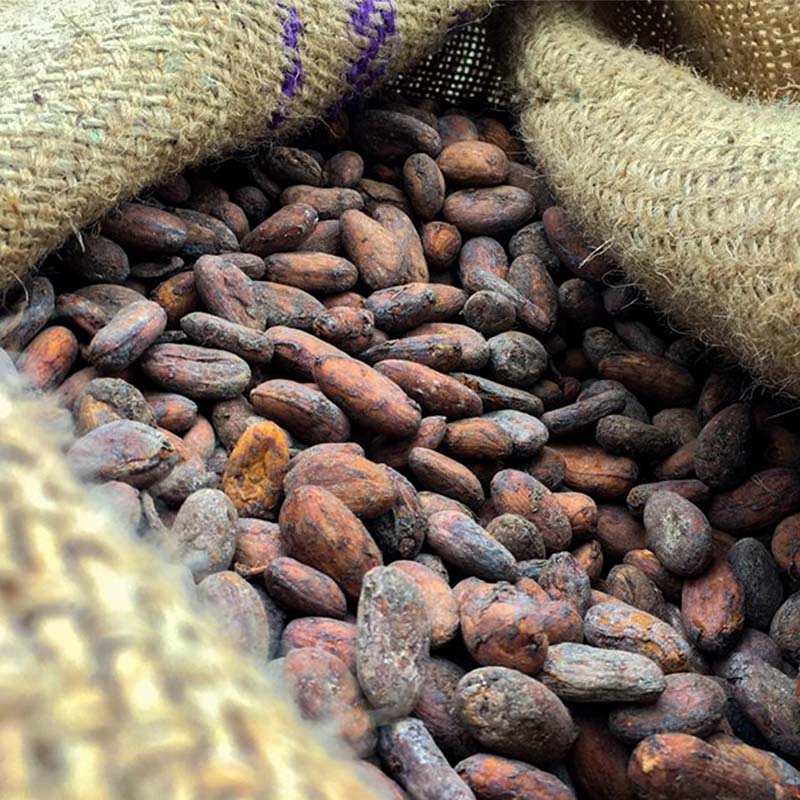 Cacao Nibs