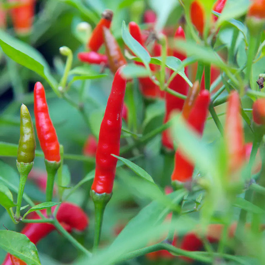 Bird's Eye Chili
