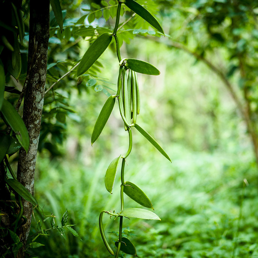 Vanilla Pods