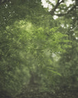 Moringa Oleifera en poudre