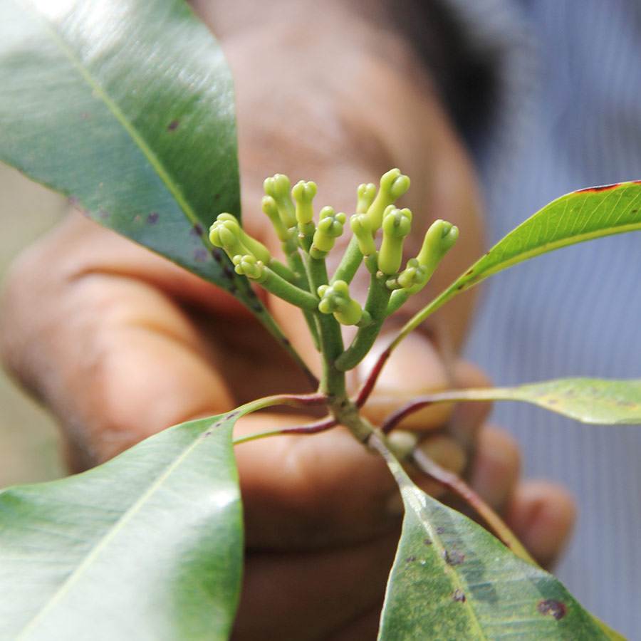 Cloves