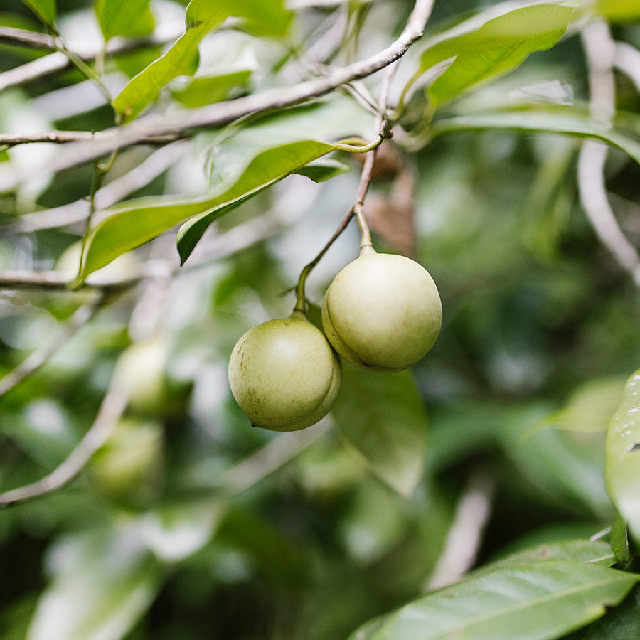 Tree Nutmeg